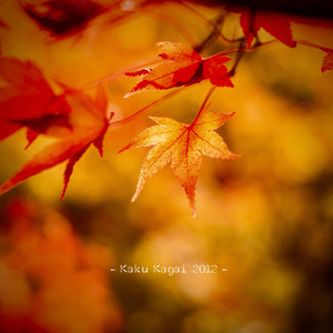 來自中亞草原的行者