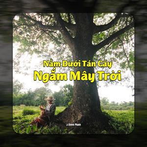 Nằm Dưới Tán Cây Ngắm Mây Trời