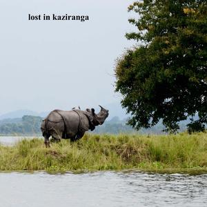 lost in kaziranga
