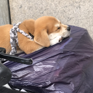 大城小爱