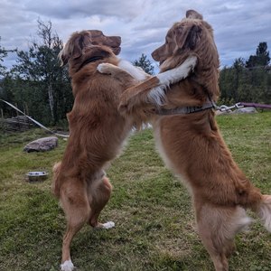 Lykke Nala Simba