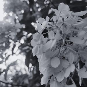 Flowerbed (feat. lullabyboy)