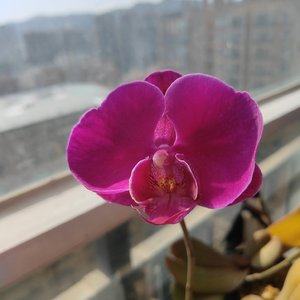 马年红