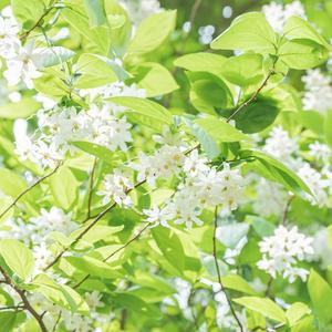 阳光彩虹小白马（Feat 2018.6.14）