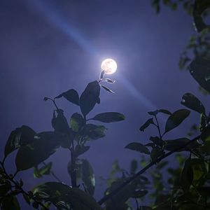 月光下的少年期