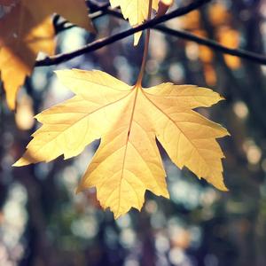 融化的夏天（放松心情音乐）