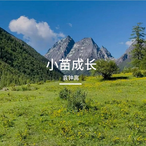 小苗成长