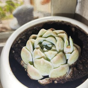 春分柳色与闲适时光