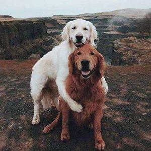 两只野狗在恋爱（改编自：出山）