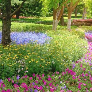 森林谧境的悠然之音