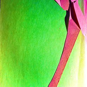 A flower