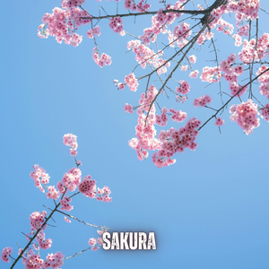 Sakura