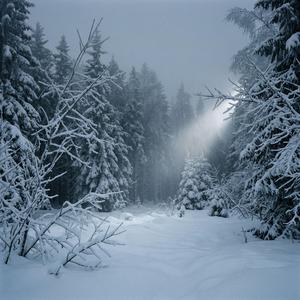 Frost Holds Its Breath