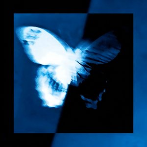 Blossoms wilt, butterflies stray