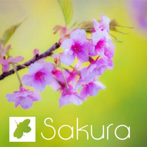 Sakura.