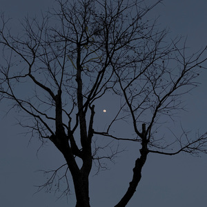 像树一样敏感Active Isolation