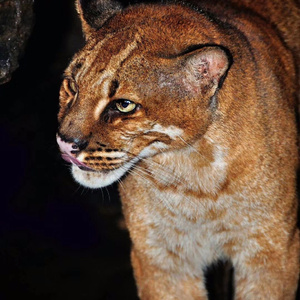 低调的纯音乐（翻自 淅沥沥）