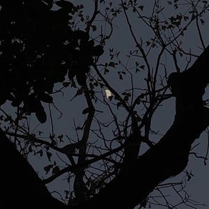 100 （cover TizzyT）