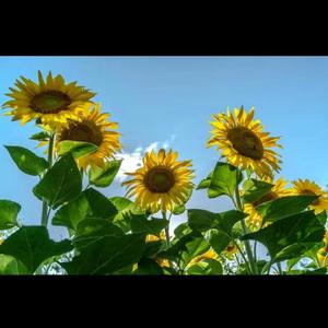 把忧伤全忘掉2020年9月高三7班教室即兴_1