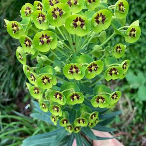 Voodoo Girl (feat. Audrey Valentina)