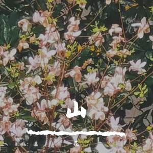 山花