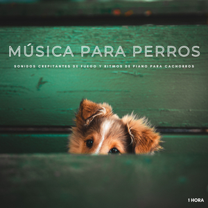Música Para Perros: Sonidos Crepitantes De Fuego y Ritmos De Piano Para Cachorros - 1 Hora