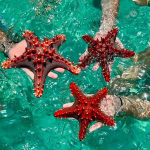 Estrella