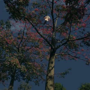 Papa Khan-(x0.9,裁剪版)Diary of a poor kid（华中老狗贼 remix）