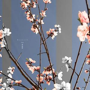 L'éclosion des fleurs