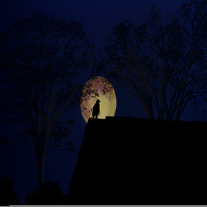 Nightshapes