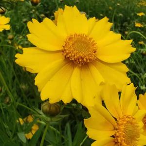 还没输（prod by Chillen）