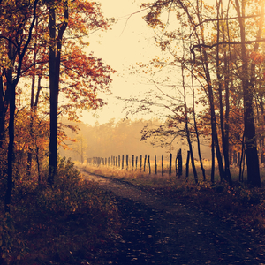 Bird Song English Countryside
