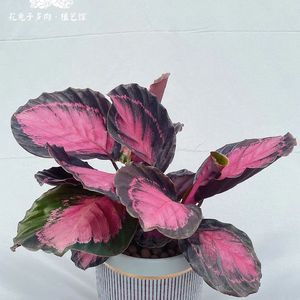 《弦乐铺陈下奢侈品的浪漫格调》074