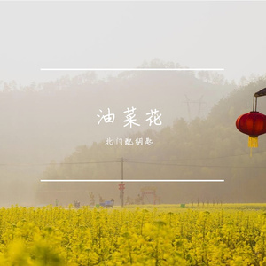 油菜花