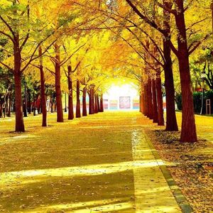 废墟上绽放的野蔷薇-伴奏