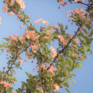 “免费可商用伴奏”朝花夕拾