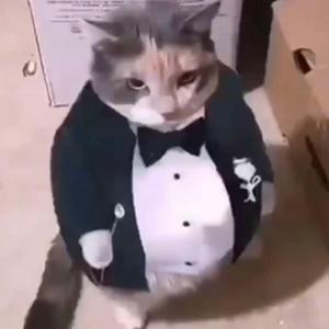 distinguished gentlemen (sped 75%)