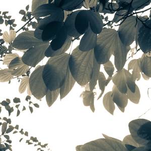 星辰闪烁云也温柔 (铃铛曲)