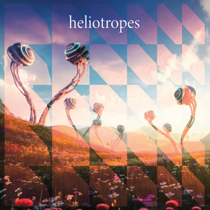 Heliotropes