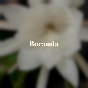Boranda