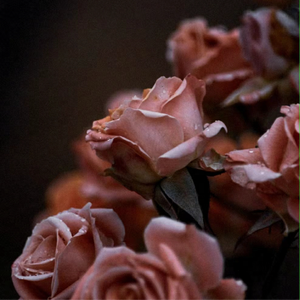 羞答答的玫瑰静悄悄地开