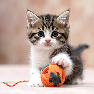 Mirando Aves, Escupiendo Rimas