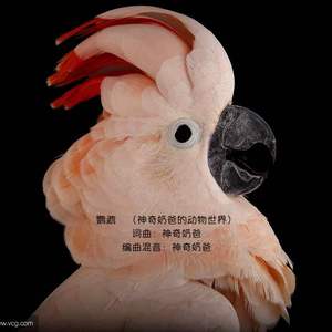 鹦鹉(神奇奶爸的动物世界)
