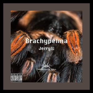 Brachypelma