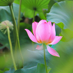 钵 (佛教轻音乐)