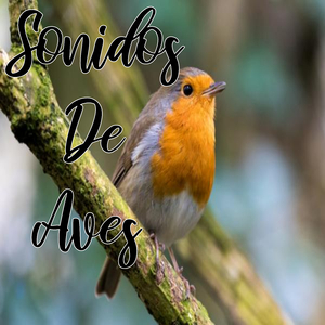 Sonidos De Aves