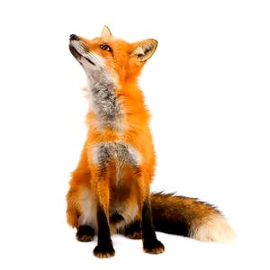 What is a fox good for?