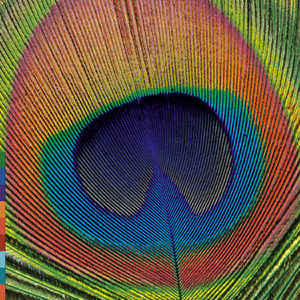 One And Only One (Ik-Machaeya-Shore)