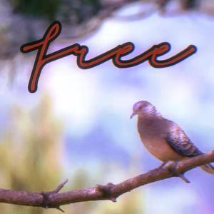 自由的斑鸠