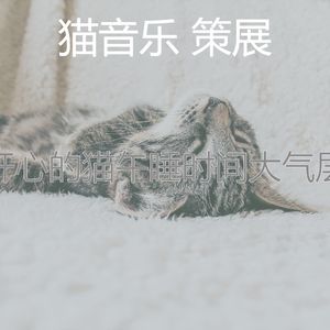 柔和的猫时刻
